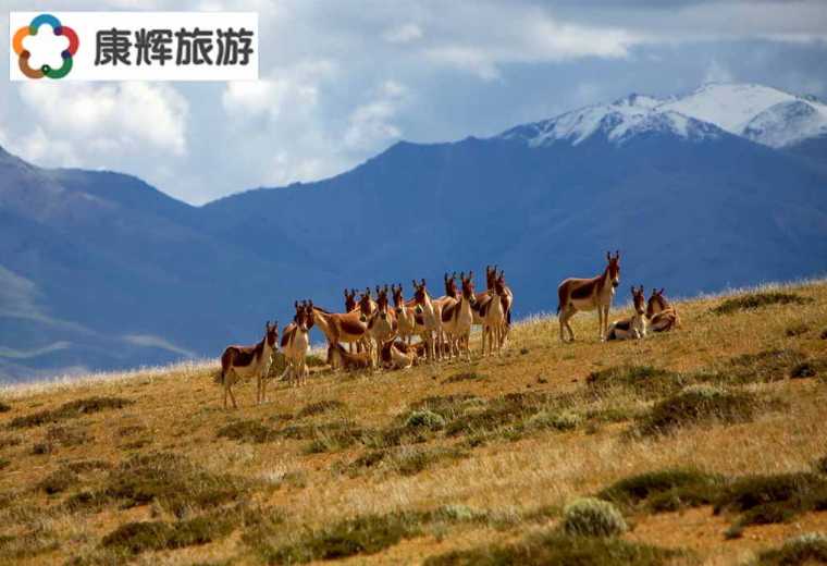 魯朗林海、國際旅游小鎮